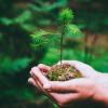 tree plant