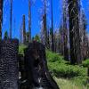 Burned mountain forest 