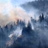 Forest Fire in the summer season
