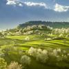 Spring Slovakia landscape. Nature fields with blooming cherries. Unique ecological land management.