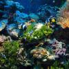 Underwater scene of colorful coral reef with fish