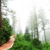 Path on the edge of a misty forest