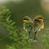 Two little bee-eater birds (Merops pusillus), Maasai Mara Game Reserve, Kenya 