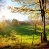 Beautiful landscape panorama showing a meadow and a path leading into a forest, with autumn colors and blue sky