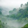 Morning fog in dense tropical rainforest