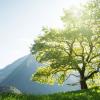 mountain-tree