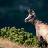 Chamois picture taken near the Rax 