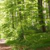 Decidous forest during sunny day with forest road crossing