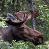 Mose in the forest