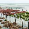 Rows of seaweed on a seaweed farm