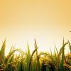 A rice field in the early morning light