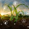 Modern agricultural technology concepts superimposed on seedling