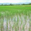 Irrigation Field