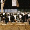 Cows eating breakfast on a dairy farm