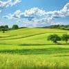 Grass Field