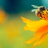 Honey bee on yellow flower 