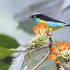 Multi-colored bird and tropical flowers