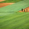 fields