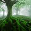 Trees with twisted roots in a foggy forest 