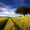 Country Road in a yellow field with a tree