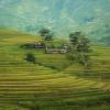 agriculture-countryside-crop