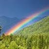Rainbow over forest