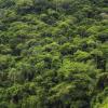 Dense Tropical Rainforest in Brazil, Nature Background