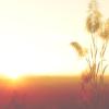 sun setting in distance, flower up close
