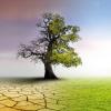Climate change concept - landscape with dry earth, Meadow and oak tree