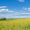 Field with wind turbine