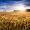 Field