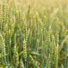 Icons and field on background. Concept of smart agriculture and modern technology