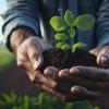 Farmer's hands holding a fresh young plant in dark fertile soil