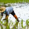 Farmer in Thailand planting young rice paddy on agriculture area