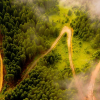 forests