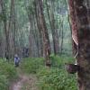 Rubber tree plantation