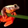 Red amazonian tree frog on a green branch at night