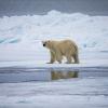 Male polar bear walks on melting ice flow