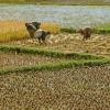 Madagascar farmers 