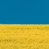 Ukraine flag - rapeseed 