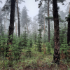 Pine trees