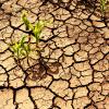 Dehydrated earth or farmland with corn plant struggling for life in dry cracked earth.