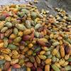 chocolate seeds