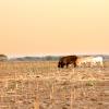 Cows forage among dead corn in a desolate field under an orange sky, climate change and droughts toll on livestock and agriculture 