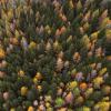 trees