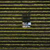 Crop field