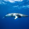 A Minke whale swims under the surface of the ocean - Great Barrier Reef