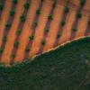 Aerial photograph of newly planted trees next to a forest
