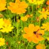 Bees and flowers