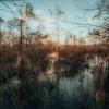 Photo of wetlands
